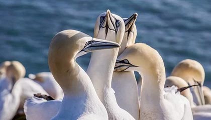 九游电脑版-女足U16少打一人！吴逸羲争抢中踢到对手被罚下，墨西哥随后扳平